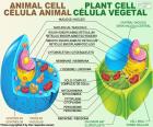 Ζωικά και φυτικά κύτταρα